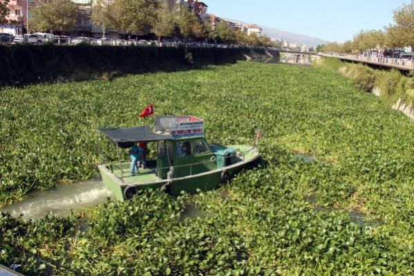 Su canavarı sümbüller Asi Nehri'ni rehin aldı